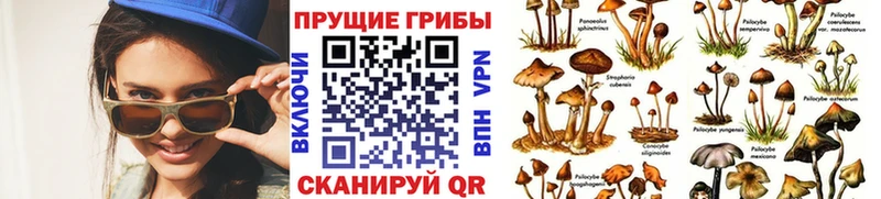 Псилоцибиновые грибы GOLDEN TEACHER  Тайга 